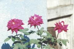 Ganpati-Mandir-bhumipujan-and-Sthapana-19