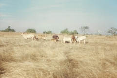 Kankaditya-Mandir-GavkhadiAdiwareGanapatipulePangare-Rajapur-104