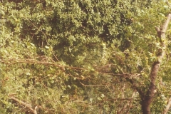 Kankaditya-Mandir-GavkhadiAdiwareGanapatipulePangare-Rajapur-88