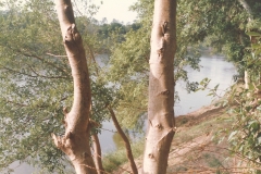 Miraj-DhavaliMurgudSogalPatanVelneshvarChipalunHedavi-Prawas-1996-and-1997-50